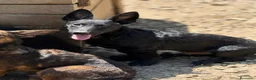 Meticcio cani in regalo: ELIO, fantastico lupetto! TG MEDIO CONTENUTA - Annuncio 6