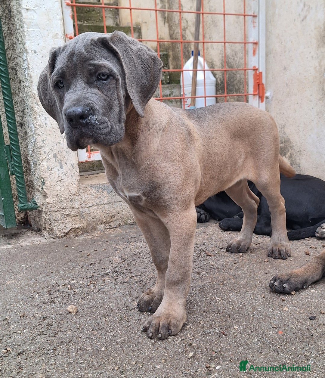 Cane Corso cani in vendita: Cucciole Cane Corso Pedigree - Annuncio 25