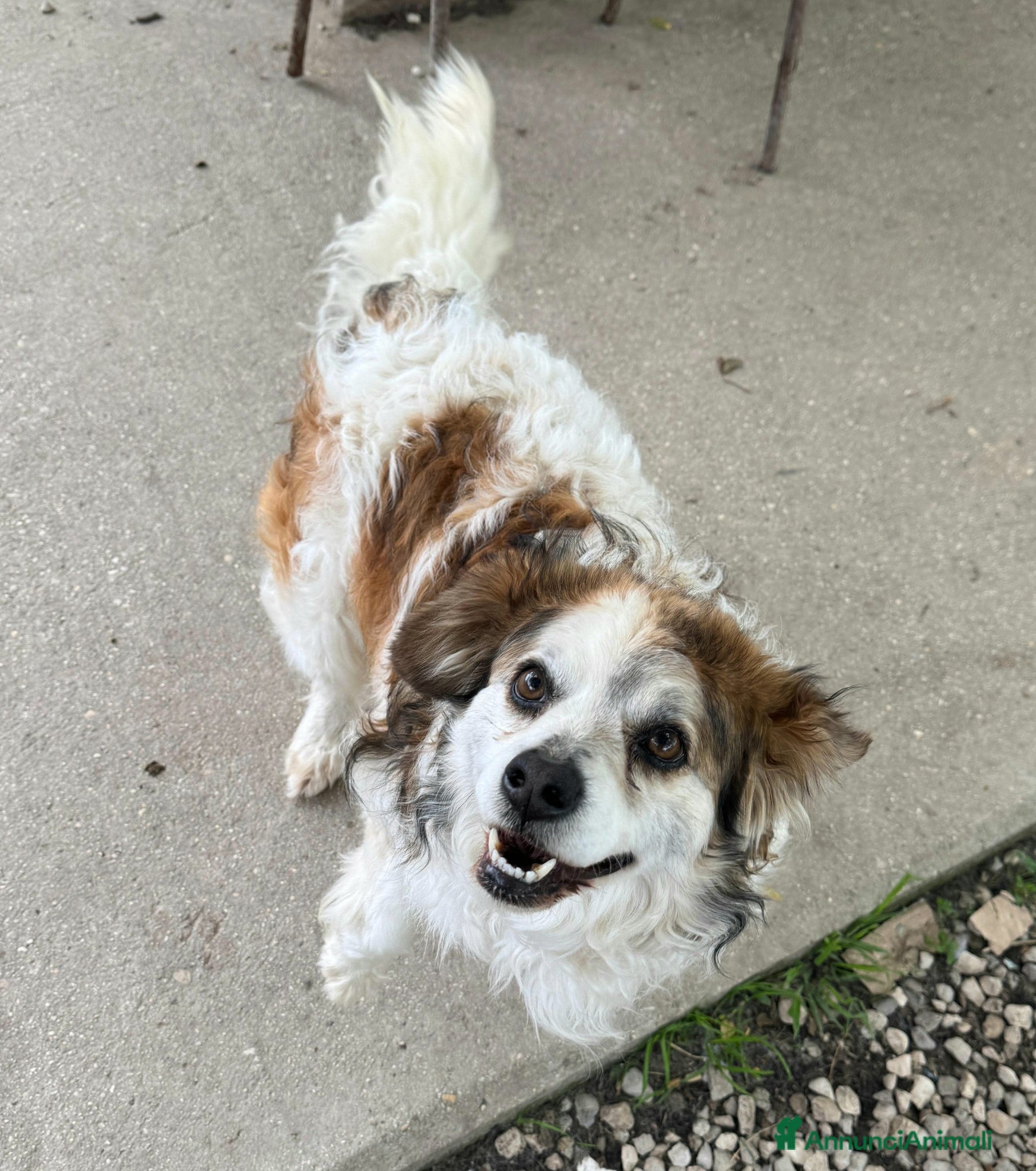 Meticcio cani Birillo 4 anni Taglia piccola  - Annuncio 12