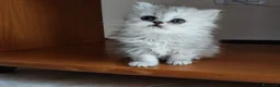 Persiano gatti in vendita: Cucciolata persiani Chinchilla  - Annuncio 10