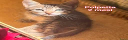 Altre razze gatti in regalo: GATTINI IN CERCA D'AMORE  a Città Metropolitana di Bologna - Annuncio 12