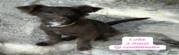 Meticcio cani in regalo: Cuccioli cercano urgentemente famiglia  a Provincia di Monza e della Brianza - Annuncio 7