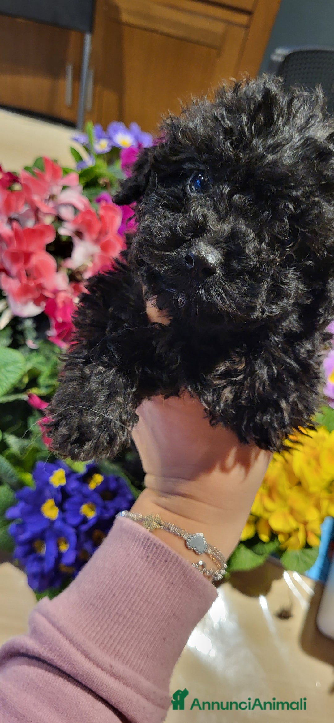 Barboncino cani in vendita: Cucciolo di barboncino  - Annuncio 2