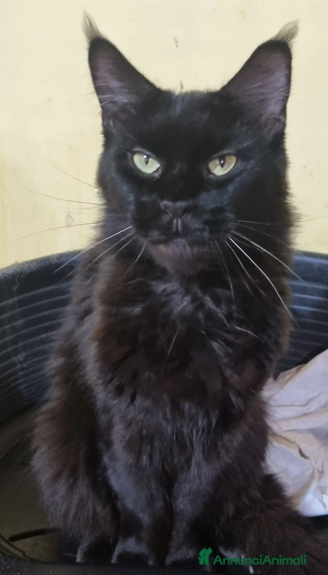 Maine Coon gatti in vendita: Stupendo cucciolo maschio Maine Coon ANFI a Città metropolitana di Milano - Annuncio 4