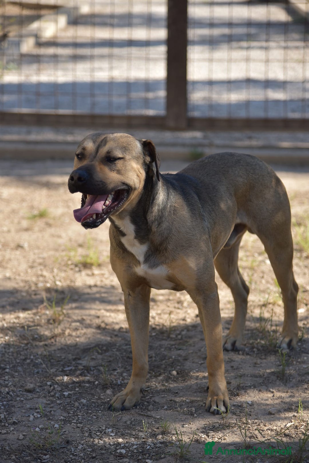 Meticcio cani in regalo: Bobby simil pit fuori, angelo nell anima - Annuncio 5