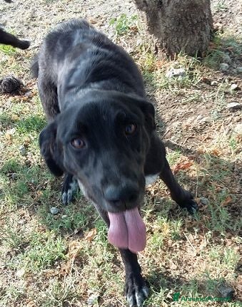 Meticcio cani GALILEO - Annuncio 2