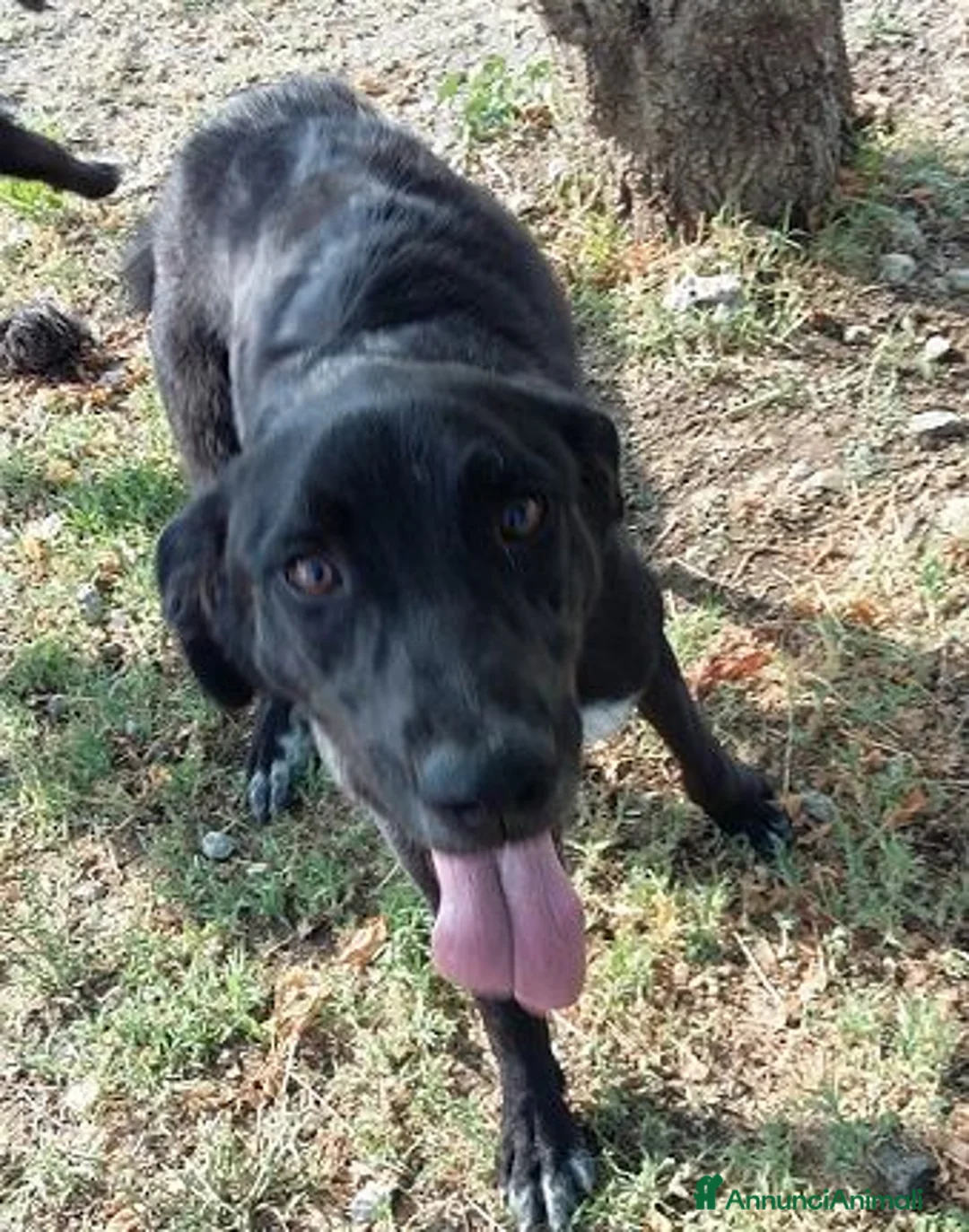 Meticcio cani in regalo: GALILEO - Annuncio 2