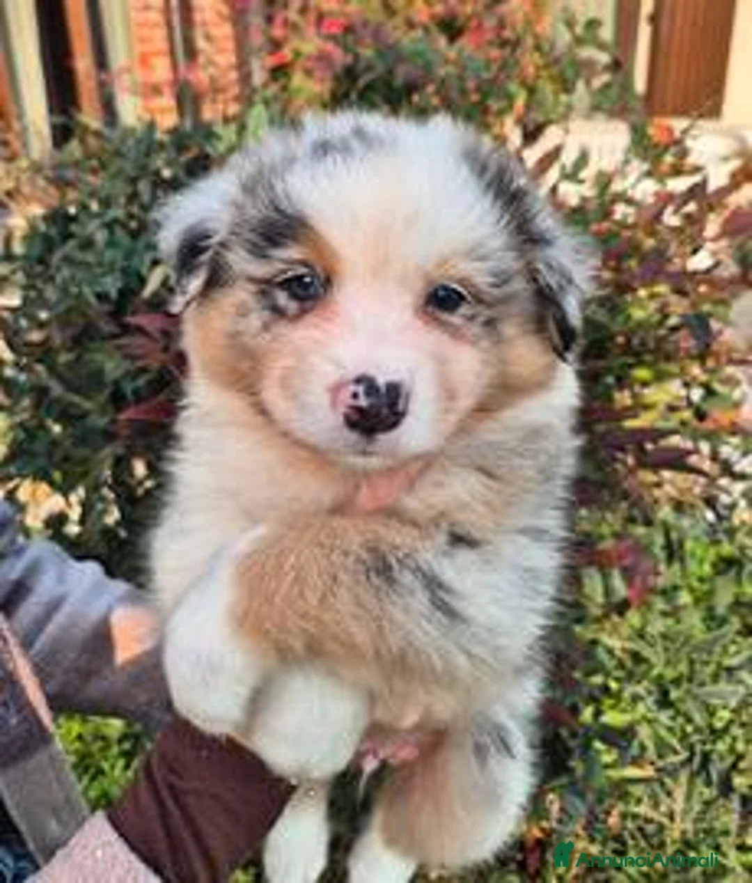 Australian Shepherd cani in vendita: Pastori australiani - cuccioli disponibili - Annuncio 6