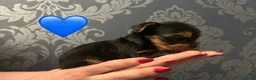 Yorkshire cani in vendita: Cuccioli di Yorkshire Terrier - Annuncio 12