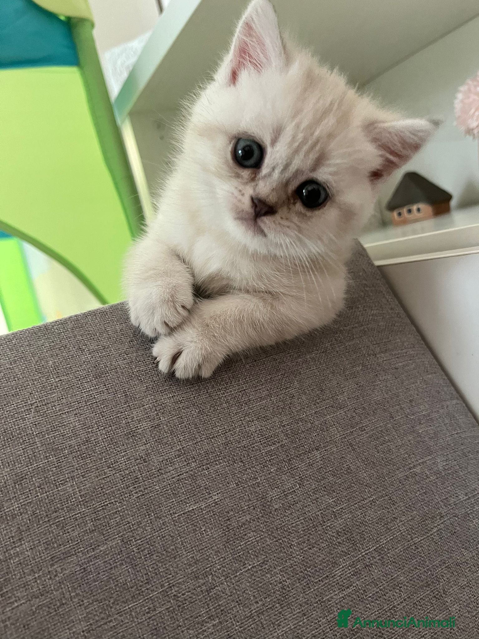 Scottish gatti Cuccioli scottish fold e straight  - Annuncio 17