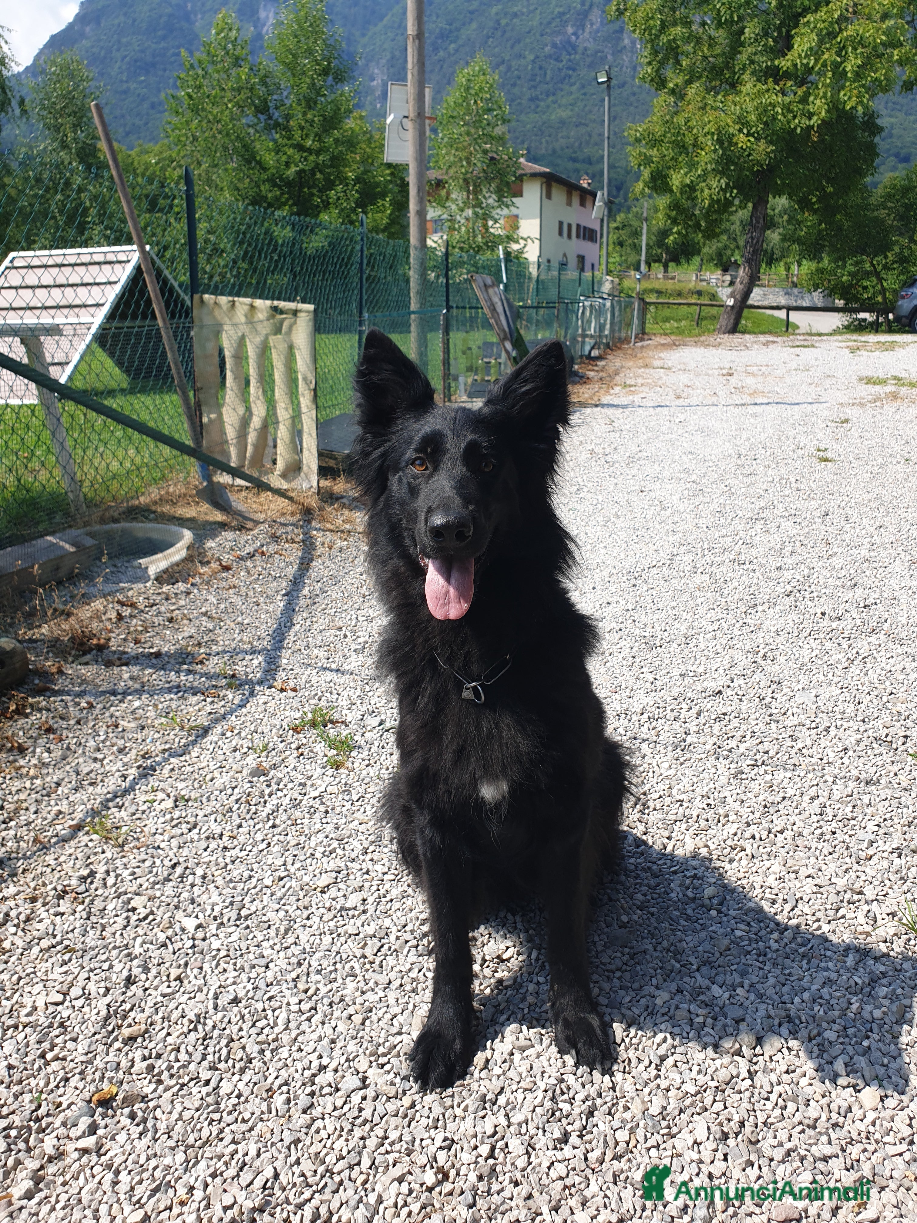 Pastore Tedesco cani CUCCIOLONA DI PASTORE  TEDESCO NERA A PELO LUNGO - Annuncio 4