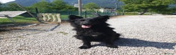Pastore Tedesco cani in vendita: CUCCIOLONA DI PASTORE  TEDESCO NERA A PELO LUNGO - Annuncio 1