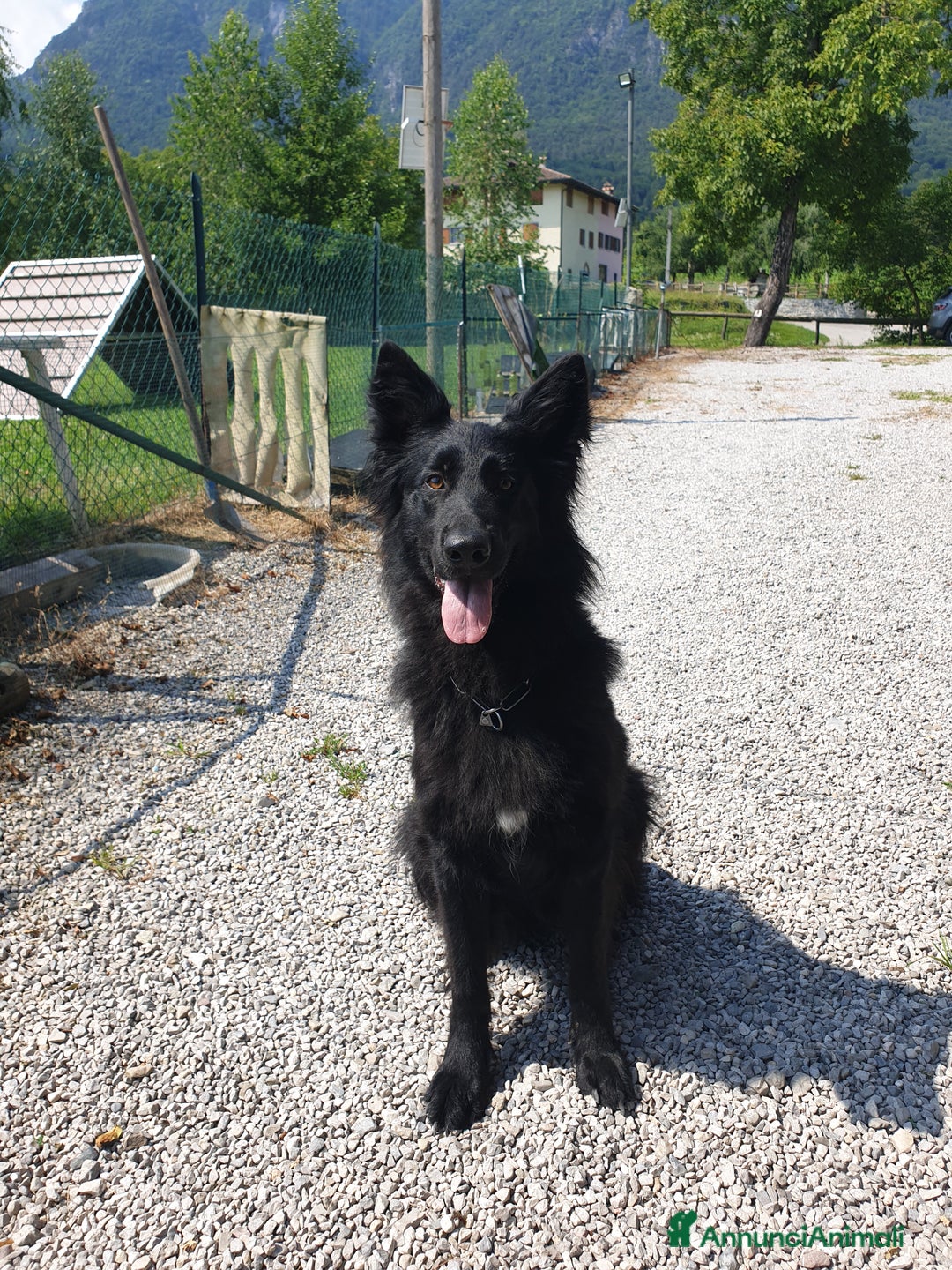 Pastore Tedesco cani in vendita: CUCCIOLONA DI PASTORE  TEDESCO NERA A PELO LUNGO - Annuncio 1