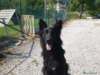 Pastore Tedesco cani CUCCIOLONA DI PASTORE TEDESCO NERA A PELO LUNGO - Annuncio 1