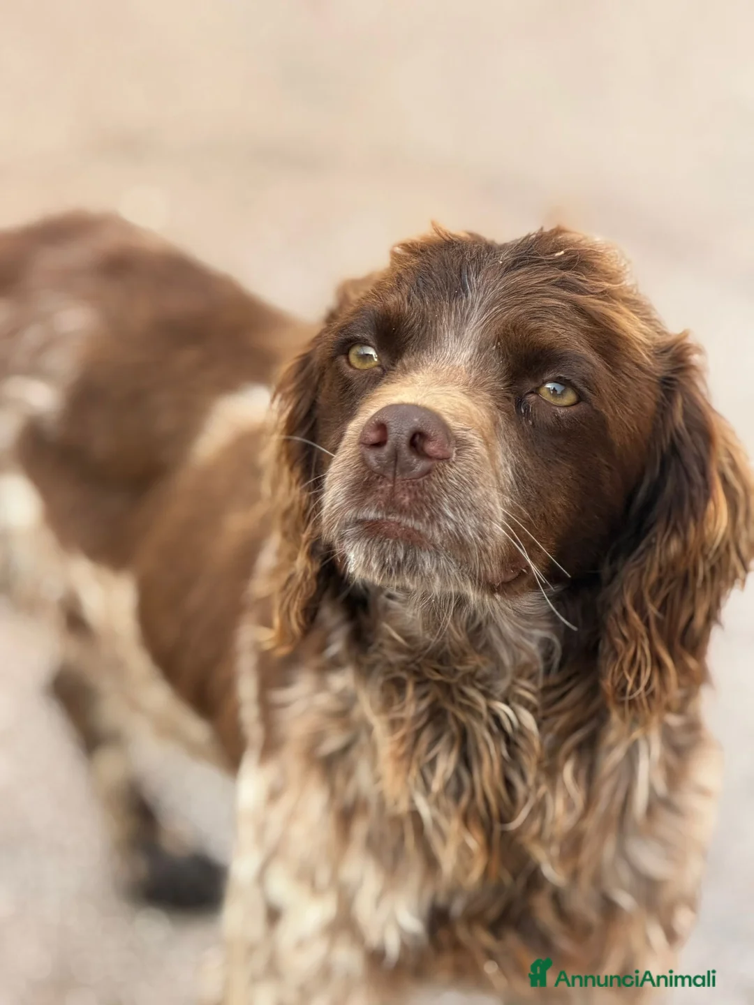 Breton cani in regalo: Breton . Maschio .  - Annuncio 5