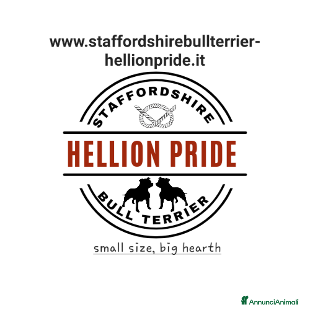 Immagine della galleria {{count}}