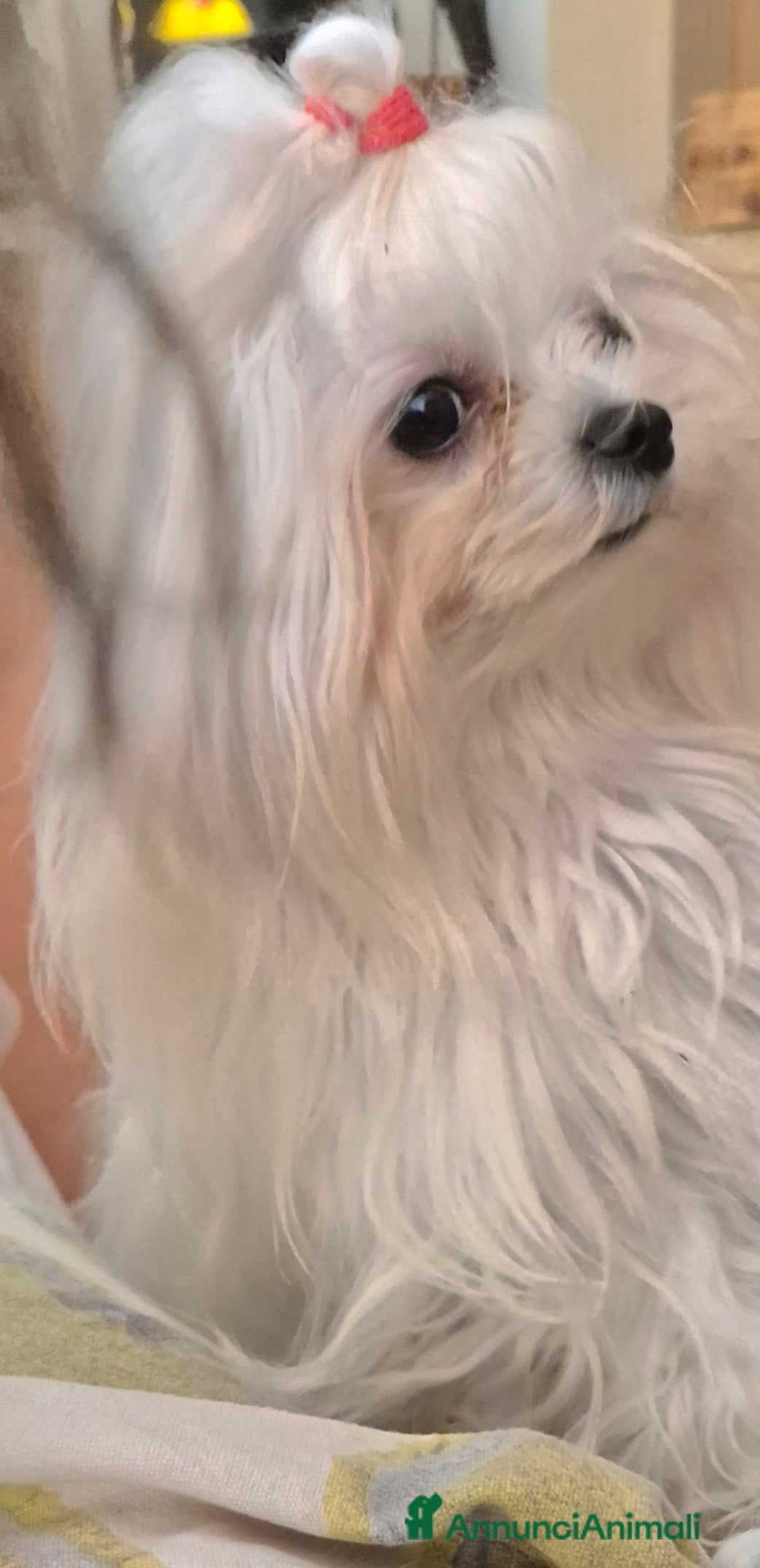 Maggie