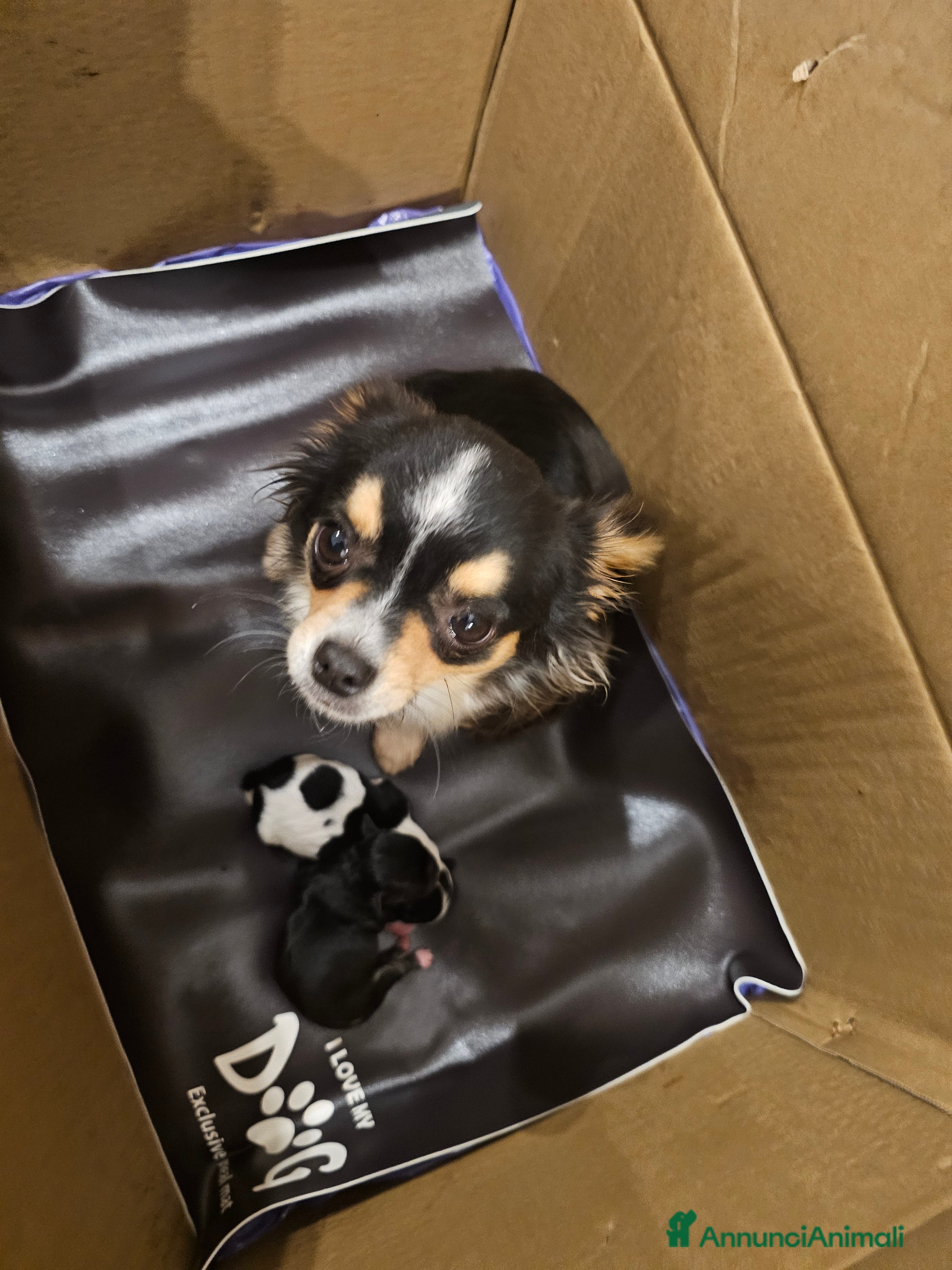 Chihuahua cani 2 cucciolo chihuahua - Annuncio 18