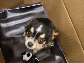 Chihuahua cani 2 cucciolo chihuahua - Annuncio 18