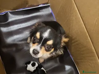 Chihuahua cani 2 cucciolo chihuahua - Annuncio 20