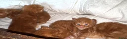 Maine Coon gatti in vendita: Maine coon cuccioli (Austin X Bastet) - Annuncio 12