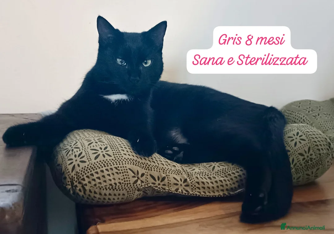 Altre razze gatti in regalo: Gattini desiderosi di trovare casa  - Annuncio 11