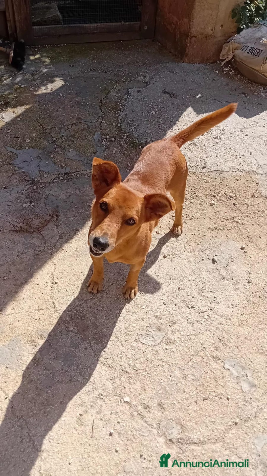 Altre razze cani in regalo: ugo 4 aNNI - Annuncio 3