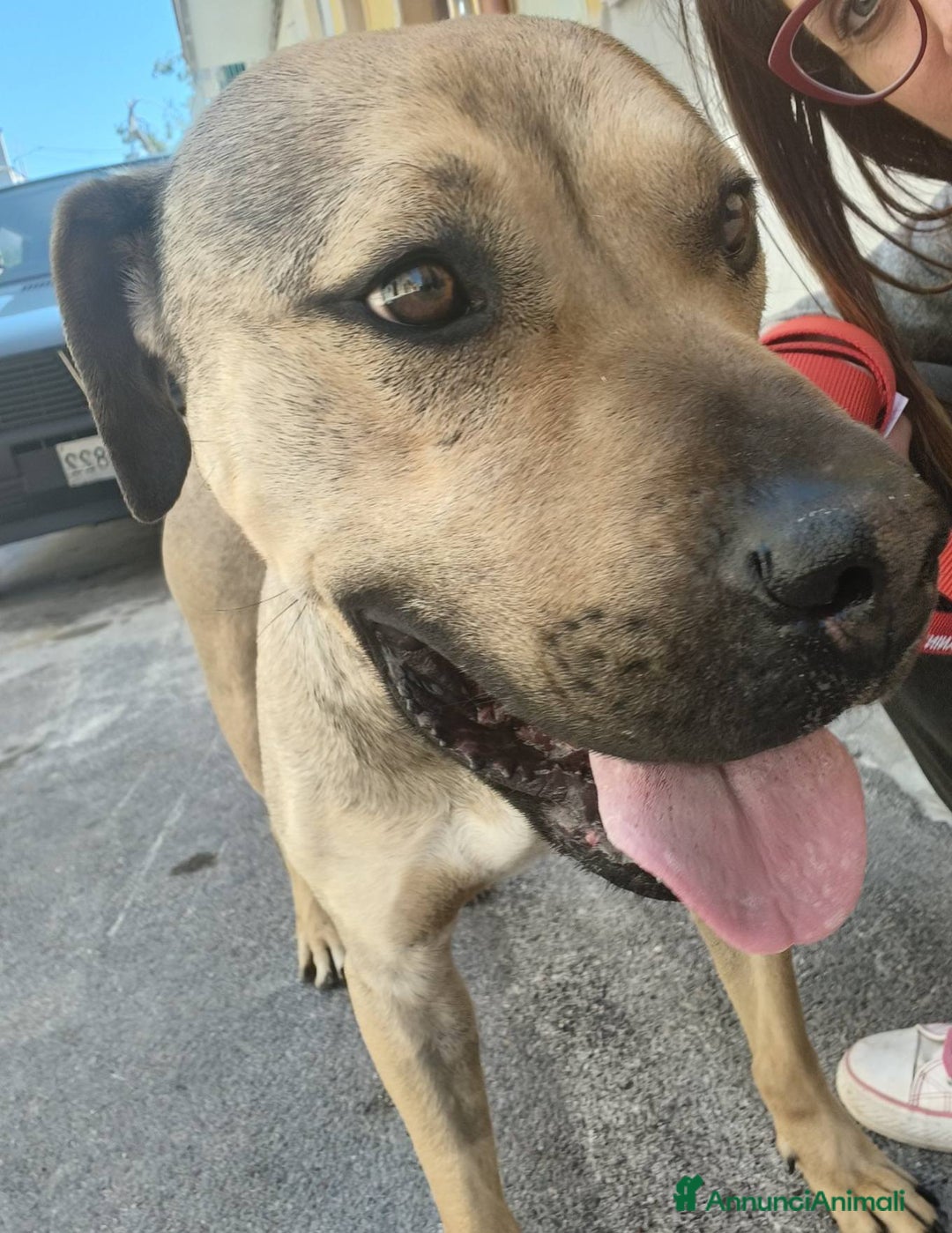 Meticcio cani in regalo: Bellissimo e dolcissimo Bobby - Annuncio 10