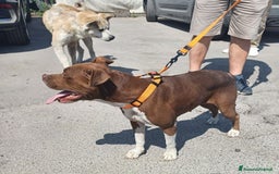 Pitbull cani in regalo: DALILA giovane,adorabile e fedele! Buona con tutti a Città Metropolitana di Torino - Immagine 7