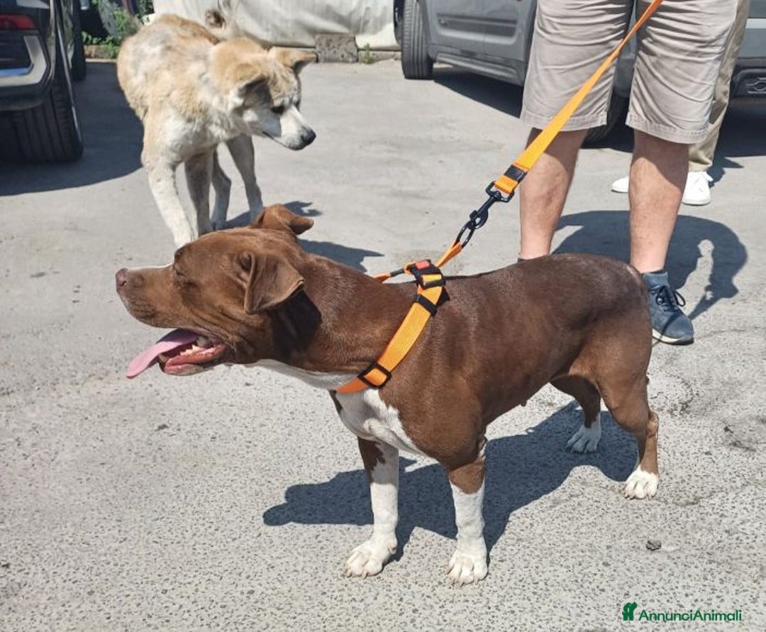 Pitbull cani in regalo: DALILA giovane,adorabile e fedele! Buona con tutti a Città Metropolitana di Torino - Immagine 7