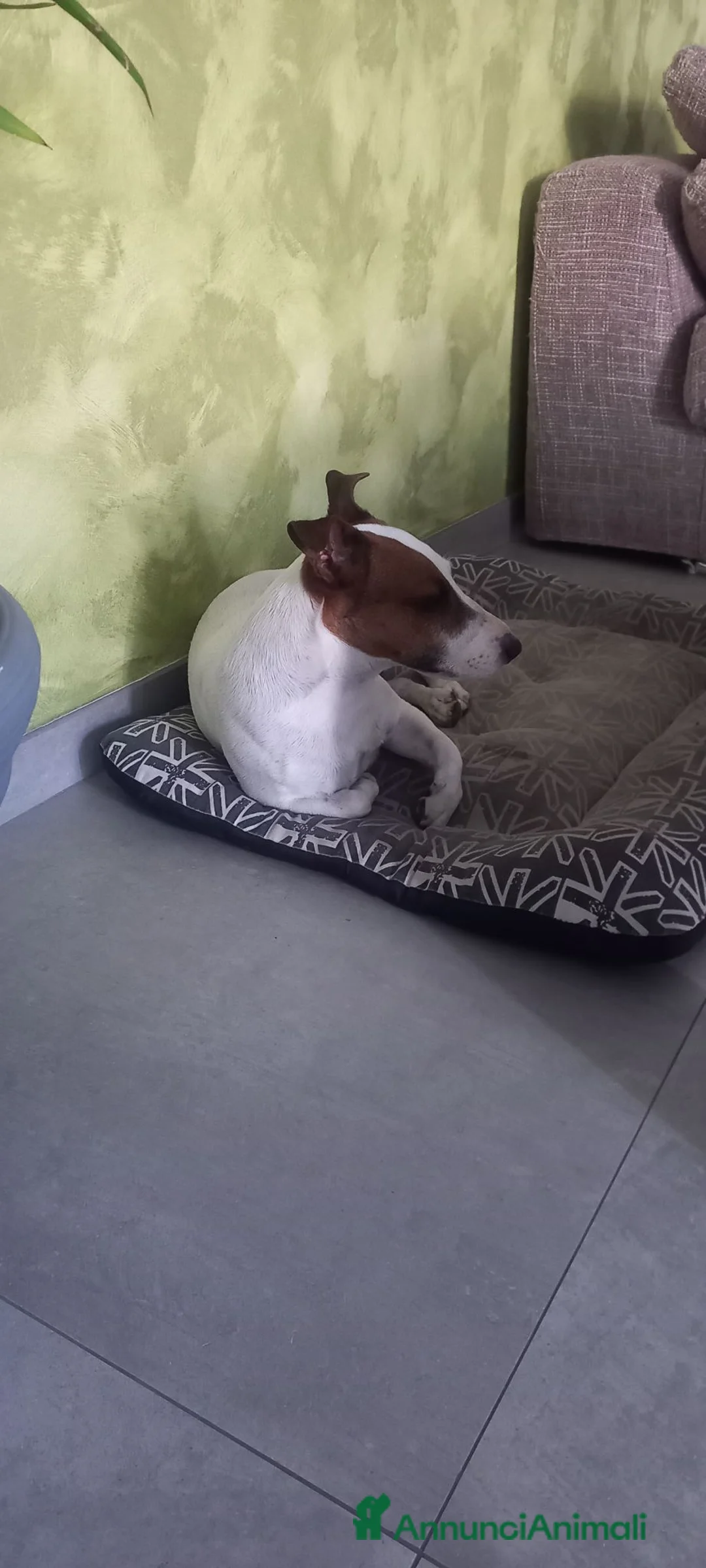 Jack Russell cani per accoppiamento: Jack Russell maschio offresi per monta a Provincia di Monza e della Brianza - Annuncio 2