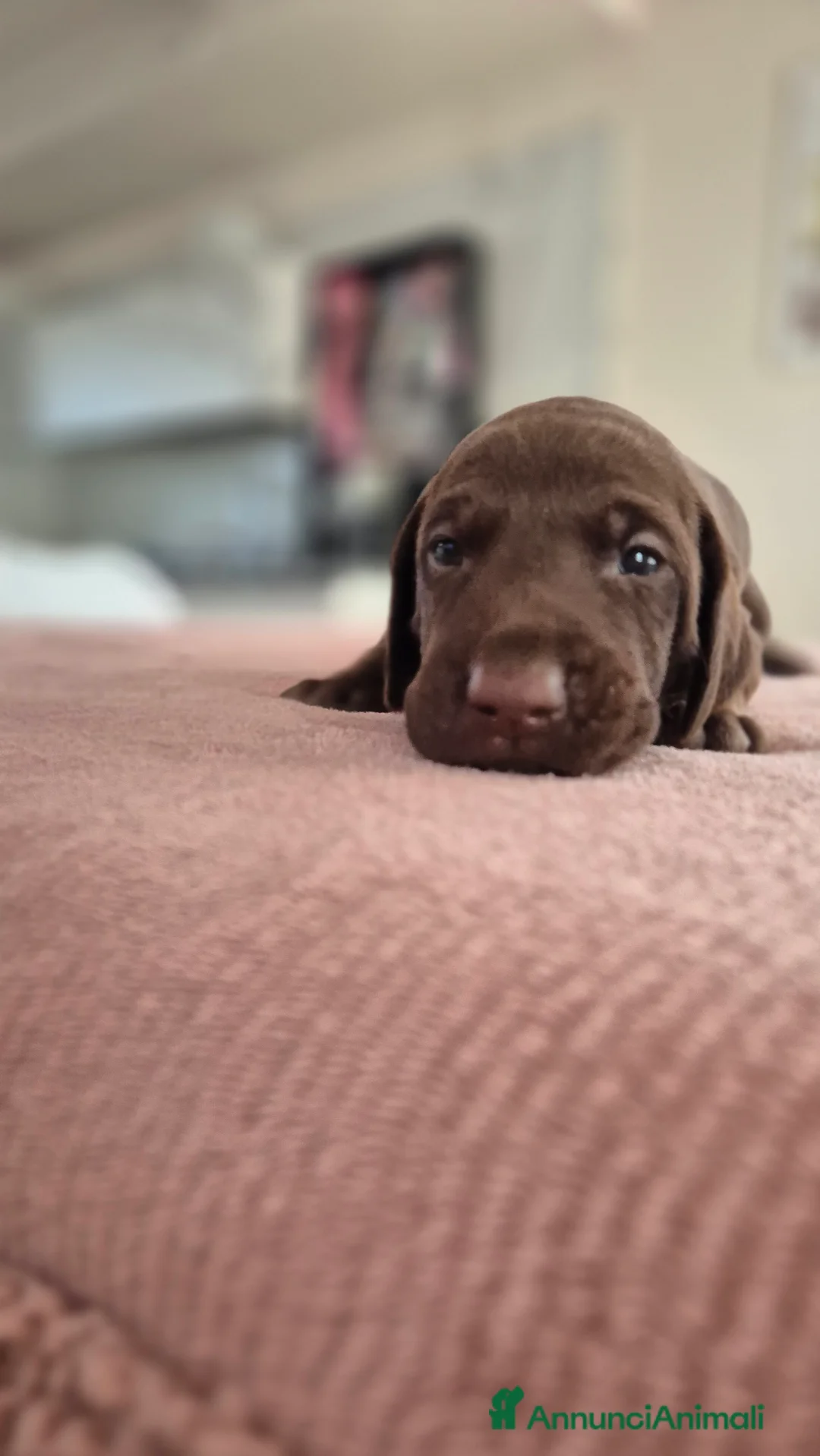 Kurzhaar cani in vendita: Cucciolata alta genealogia Kurzhaar  - Annuncio 1
