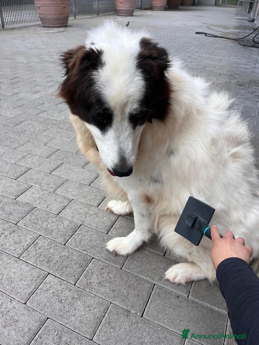 Meticcio cani in regalo: SIMBA MAREMMANO - Annuncio 6