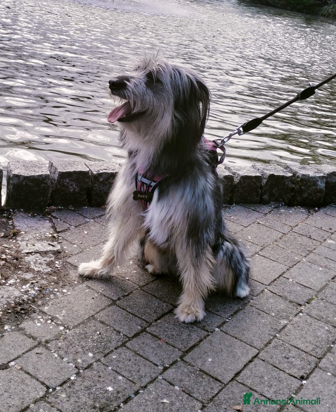 Meticcio cani in regalo: LA DOLCISSIMA E BELLISSIMA JOEY - Annuncio 3