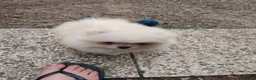 Volpino Pomerania cani in vendita: Volpino di Pomerania  - Annuncio 5