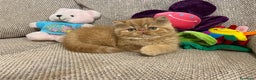 Exotic Shorthair gatti in vendita: Gattino exotic shorthair - Annuncio 4