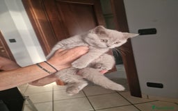 British gatti in vendita: Cucciola  a Città Metropolitana di Torino - Immagine 2