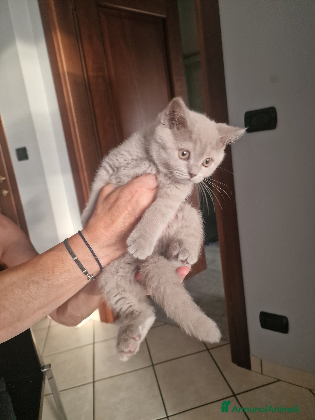 British gatti in vendita: Cucciola  a Città Metropolitana di Torino - Immagine 2