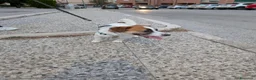 Jack Russell cani in vendita: SPLENDIDO MASCHIO JACK RUSSELL TERRIER VENDESI a Provincia di Campobasso - Annuncio 3
