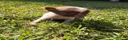 Chihuahua cani in vendita: Chihuahua  - Annuncio 4
