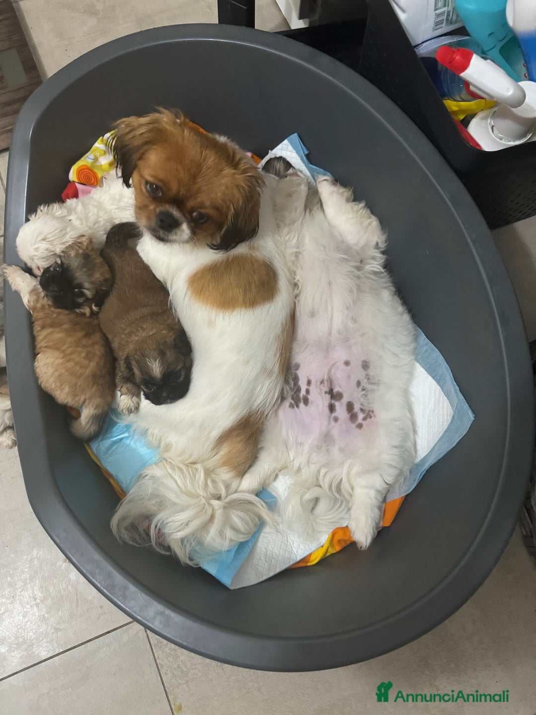 Pechinese cani in vendita: Cuccioli pechinese  a Рим - Immagine 7