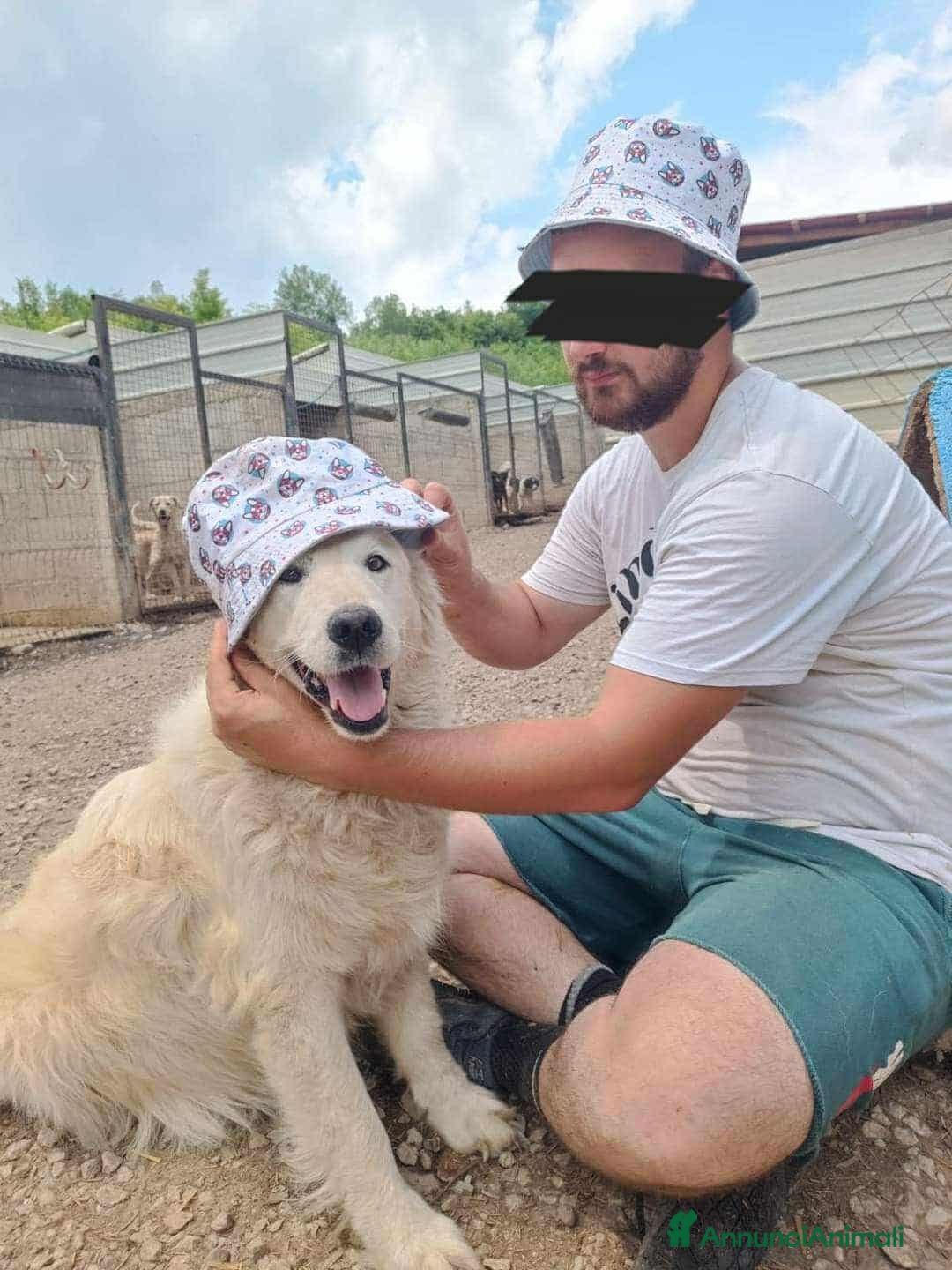 Meticcio cani in regalo: MARLEY, il gigante più buono di tutti - Annuncio 9
