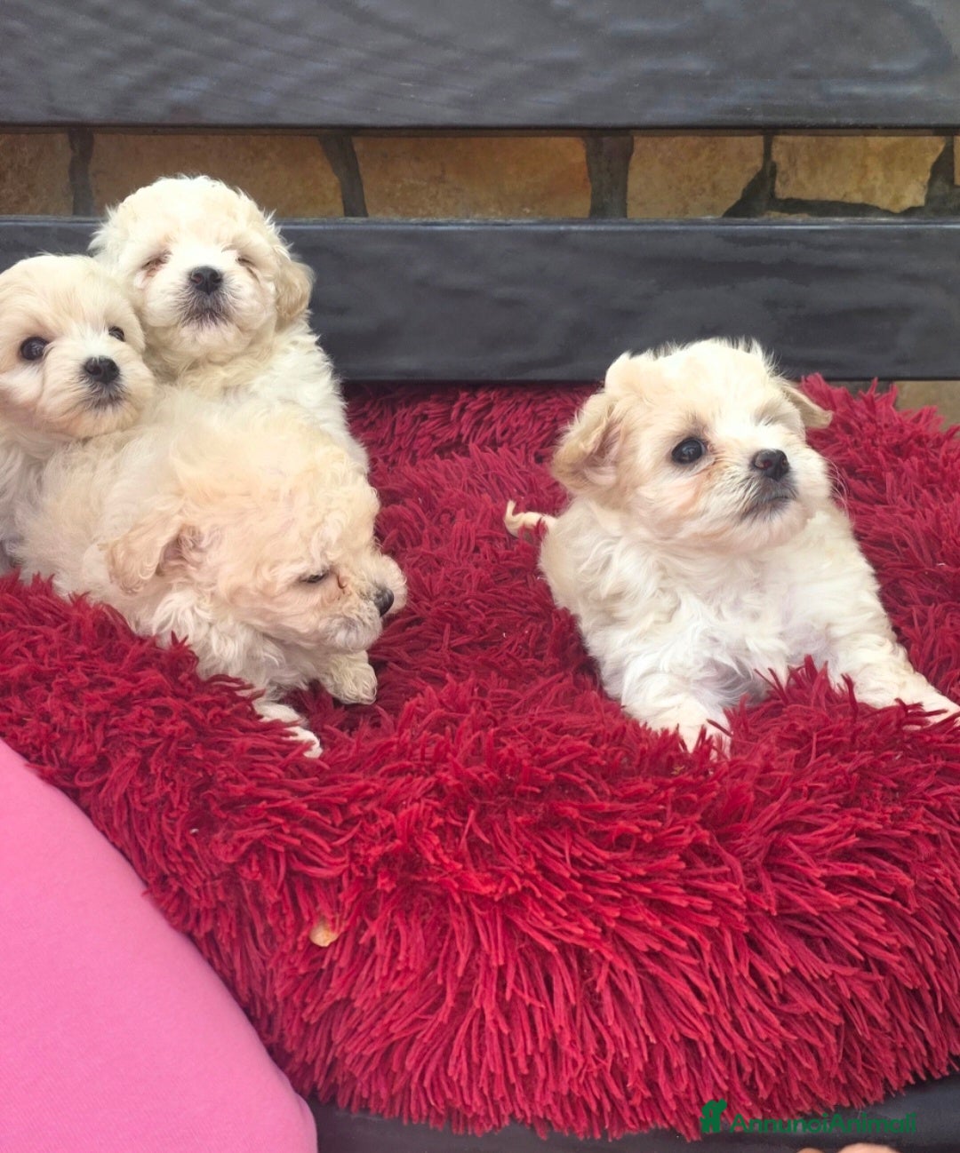 Maltipoo cani Maltipoo - Annuncio 5