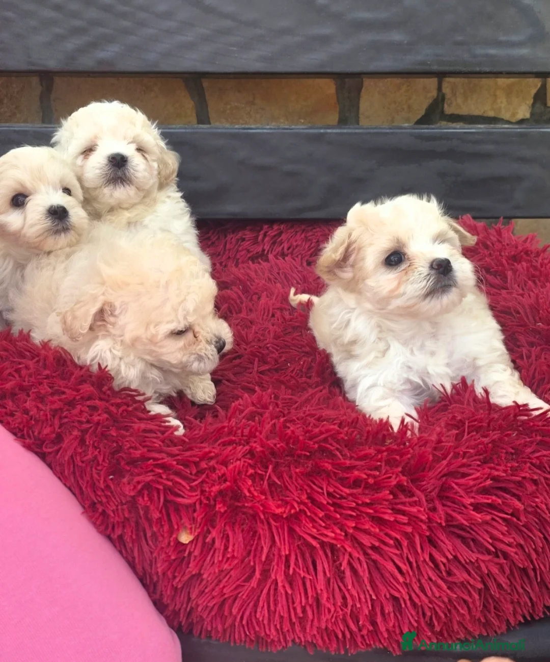 Maltipoo cani in vendita: Maltipoo - Annuncio 1