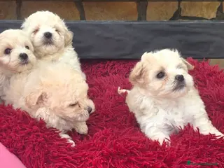 Maltipoo cani Maltipoo - Annuncio 5