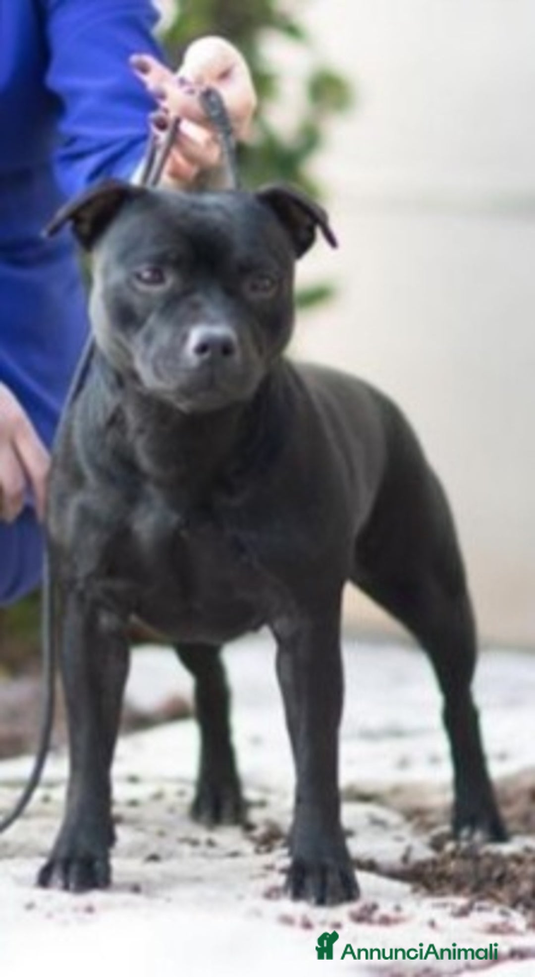 Immagine della galleria {{count}}