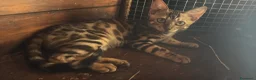 Bengala gatti in vendita: Bengal cucciola da riproduzione (Normandie) - Annuncio 8