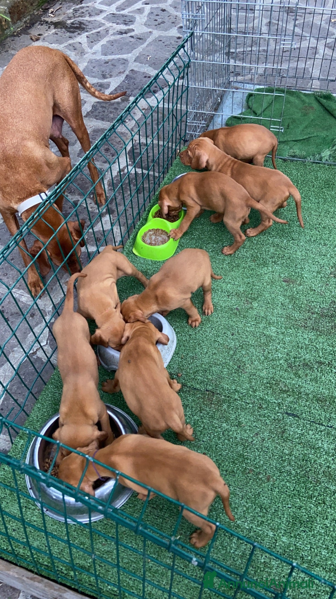 Bracco cani Disponibili cuccioli bracco ungherese - Annuncio 1