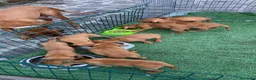 Bracco cani in vendita: Disponibili cuccioli bracco ungherese a Provincia di Modena - Annuncio 1