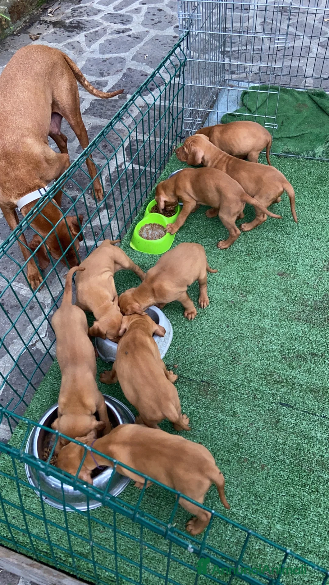 Bracco cani in vendita: Disponibili cuccioli bracco ungherese a Provincia di Modena - Annuncio 1